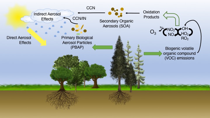 A graphic from a 2020 Steiner paper illustrates the heart of her research―interactions between the terrestrial biosphere and the atmosphere. Processes at the surface drive emissions, which then react and interact in the atmosphere to influence climate. Graphic is courtesy of Accounts of Chemical Research. 