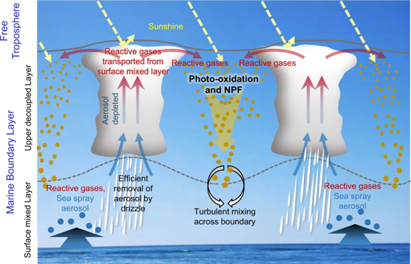 In a marine boundary layer where clouds are broken, new particles are formed in the clear region between clouds. Illustration is courtesy of Nature Communications. 