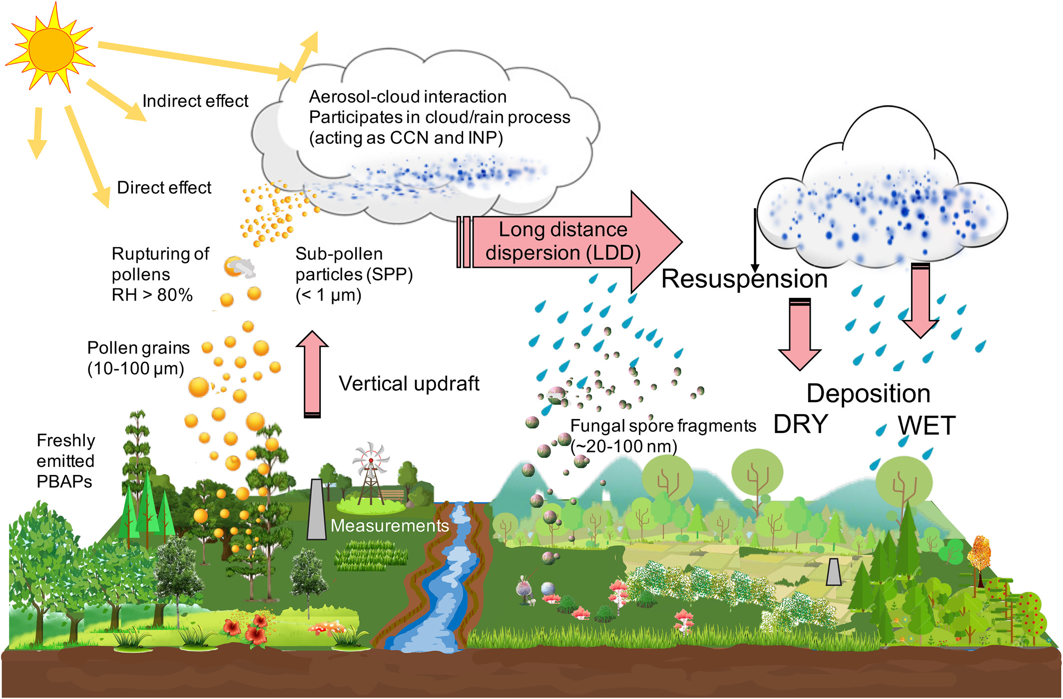 Schematic representation of the life cycle of primary biological aerosol particles (PBAP) in the atmosphere, including pollen and fungal spores. Steiner coauthored an August 2021 paper estimating such particle emissions and associated particle rupture events. Figure is courtesy of the Journal of Geophysical Research Letters: Atmospheres. 