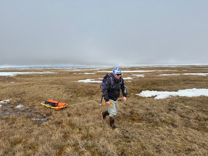 At a SALVO tundra study site in June 2024, Jennifer “Jen” Delamere pulls a sled carrying equipment for probing the last of the winter snow. 